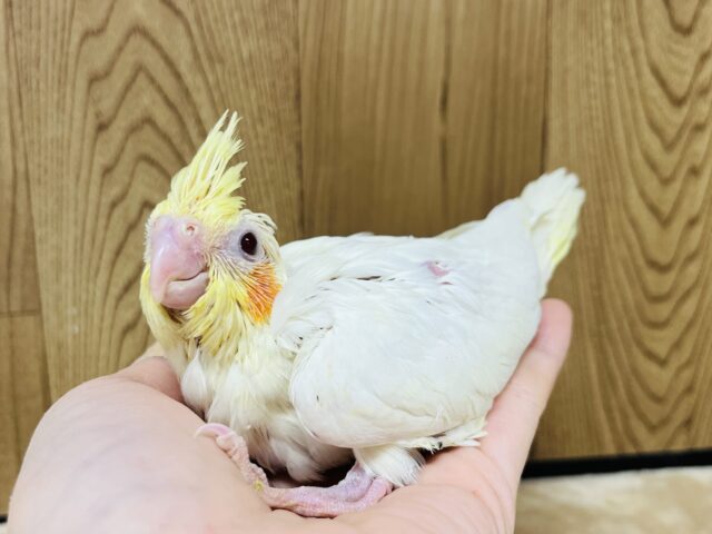 オカメインコ