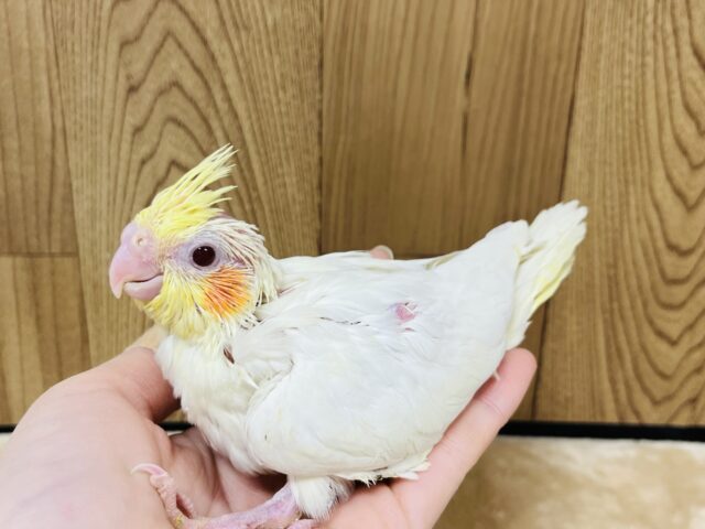 オカメインコ
