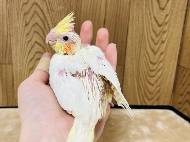 オカメインコ