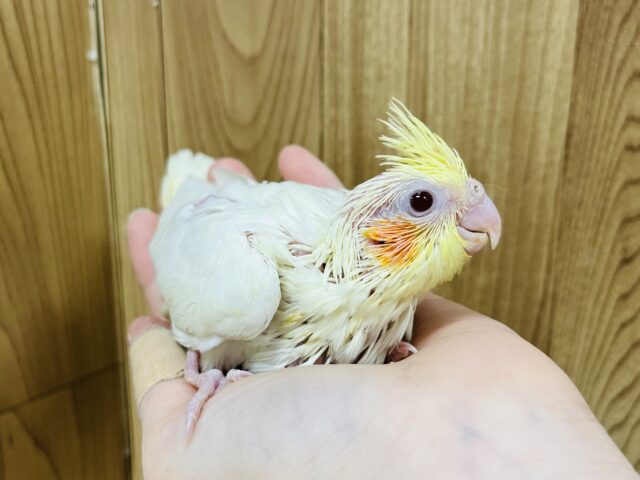 オカメインコ
