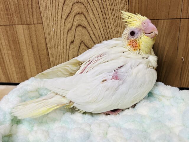 オカメインコ