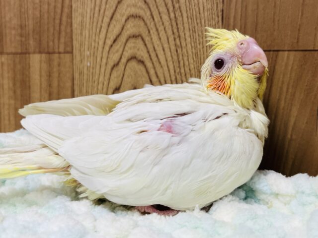 オカメインコ