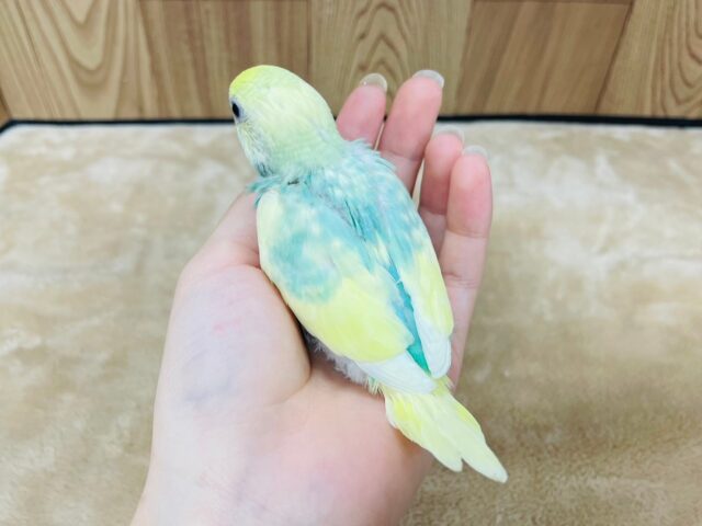セキセイインコ