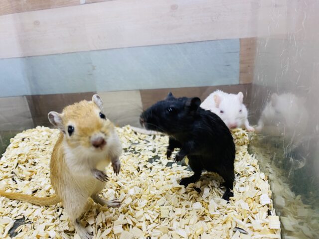 カラージャービル（スナネズミ）