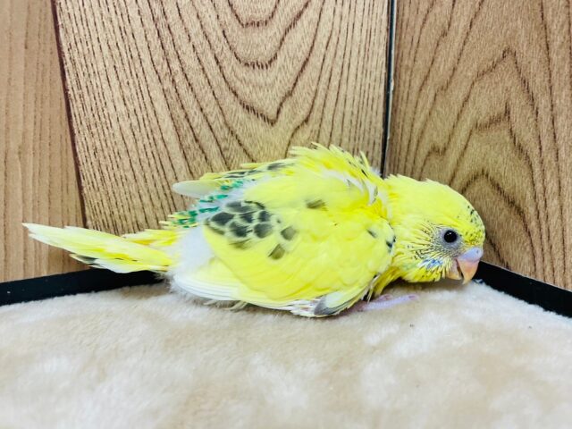 セキセイインコ