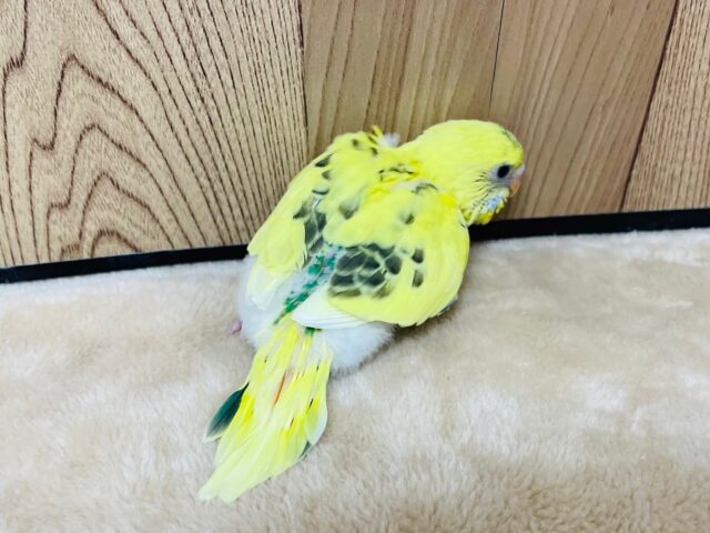 セキセイインコ