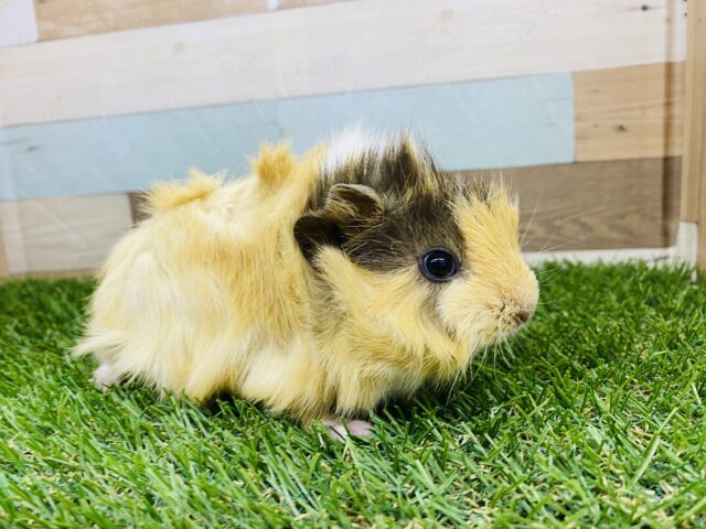 アビシニアンモルモット