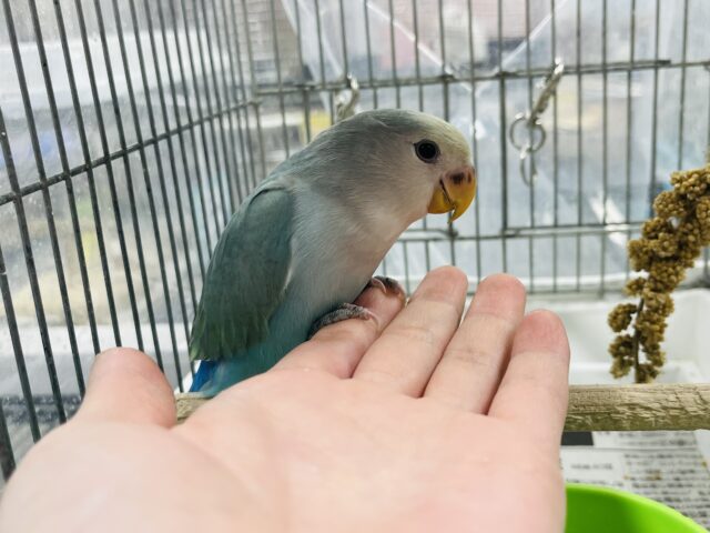 コザクラインコ（小桜インコ）