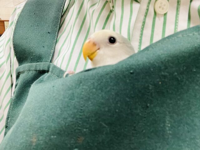 コザクラインコ（小桜インコ）