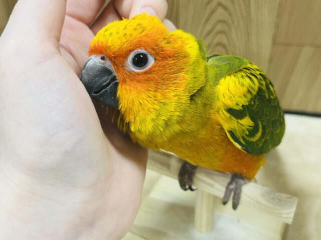 コガネメキシコインコ