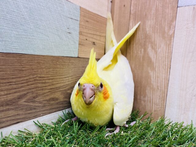 オカメインコ