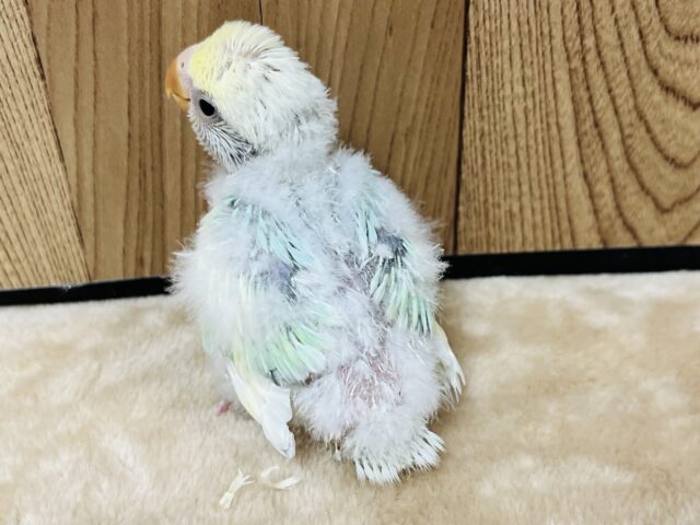 コザクラインコ（小桜インコ）