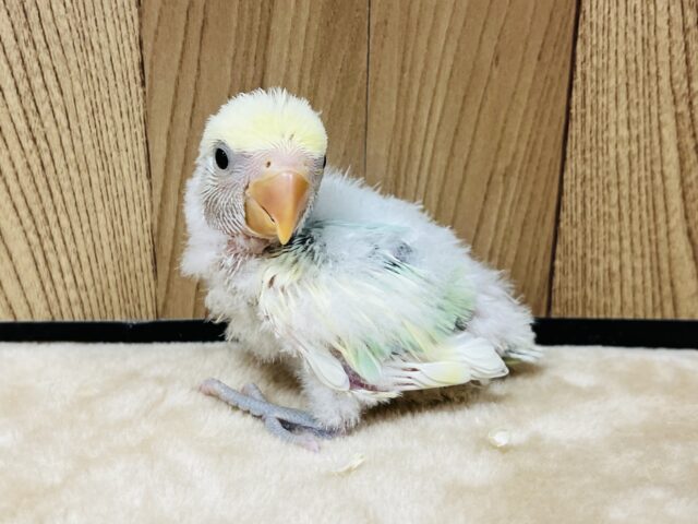 コザクラインコ（小桜インコ）