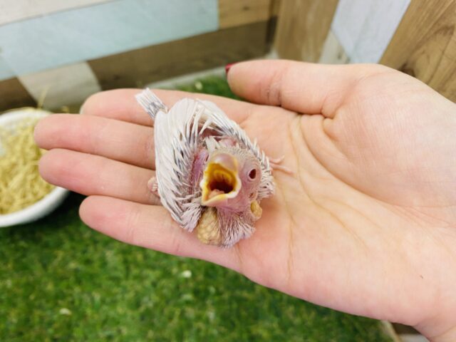 シルバーイノ文鳥