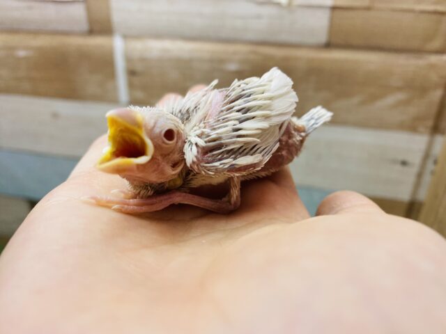 シルバーイノ文鳥