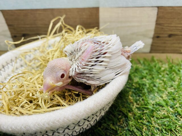 シルバーイノ文鳥