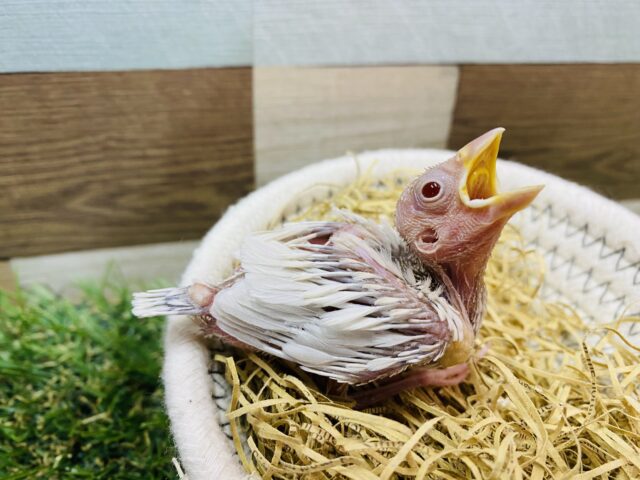 シルバーイノ文鳥