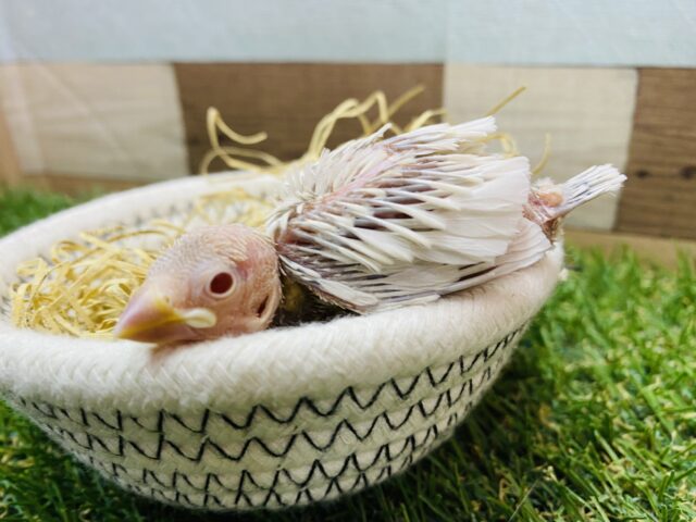 シルバーイノ文鳥