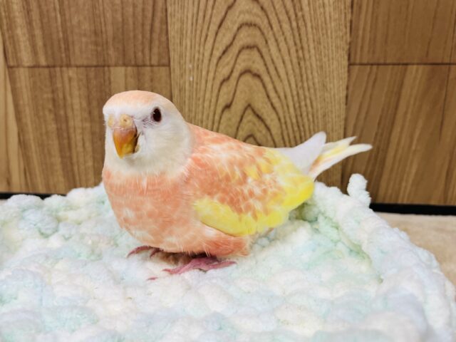 【最新画像更新🪄】魅力溢れるピーチカラー🩷アキクサインコ(ルビノー) ヒナ アキクサインコ(秋草インコ)