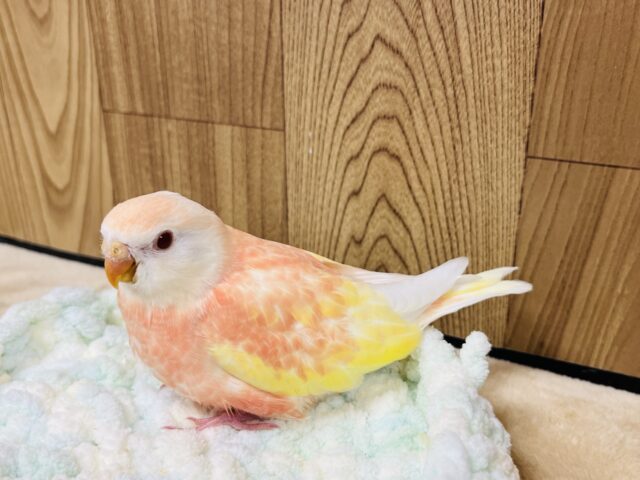 アキクサインコ（秋草インコ）
