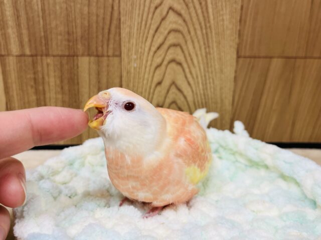 【最新画像更新🪄】魅力溢れるピーチカラー🩷アキクサインコ(ルビノー) ヒナ アキクサインコ(秋草インコ)