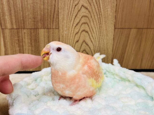 アキクサインコ（秋草インコ）