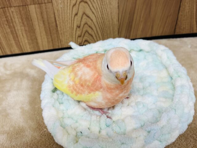 アキクサインコ（秋草インコ）