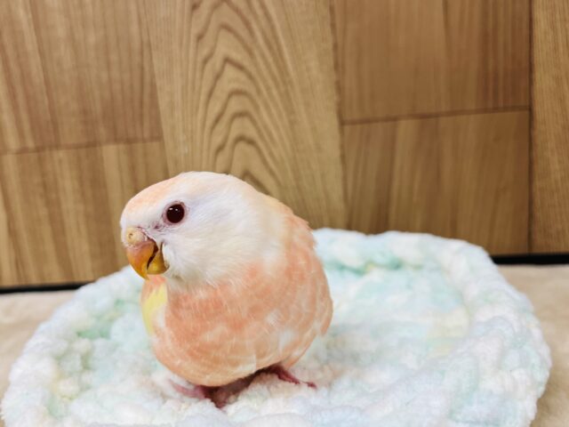 【最新画像更新🪄】魅力溢れるピーチカラー🩷アキクサインコ(ルビノー) ヒナ アキクサインコ(秋草インコ)