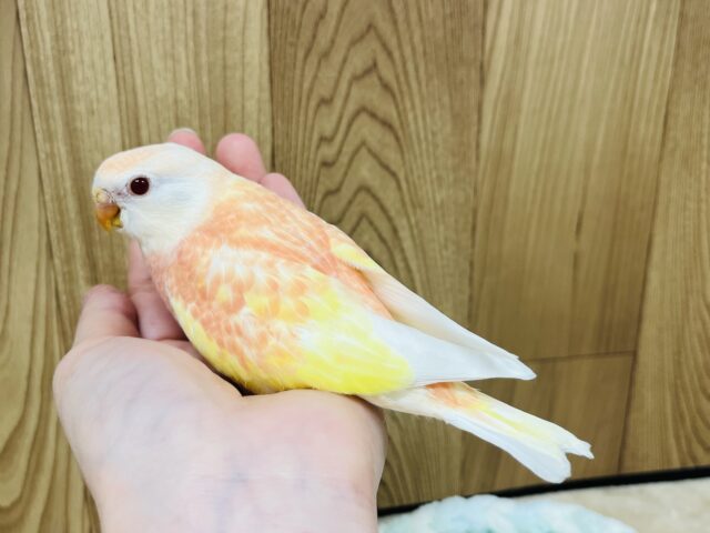 アキクサインコ（秋草インコ）