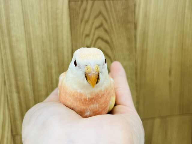 【最新画像更新🪄】魅力溢れるピーチカラー🩷アキクサインコ(ルビノー) ヒナ アキクサインコ(秋草インコ)