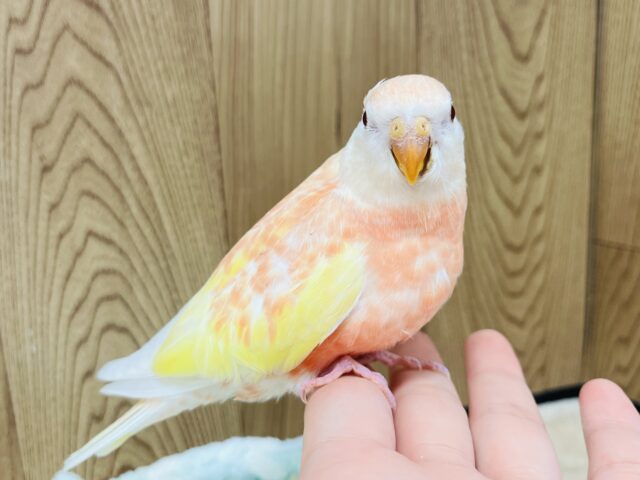 アキクサインコ（秋草インコ）