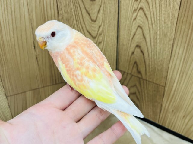 【最新画像更新🪄】魅力溢れるピーチカラー🩷アキクサインコ(ルビノー) ヒナ アキクサインコ(秋草インコ)
