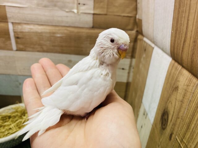 セキセイインコ