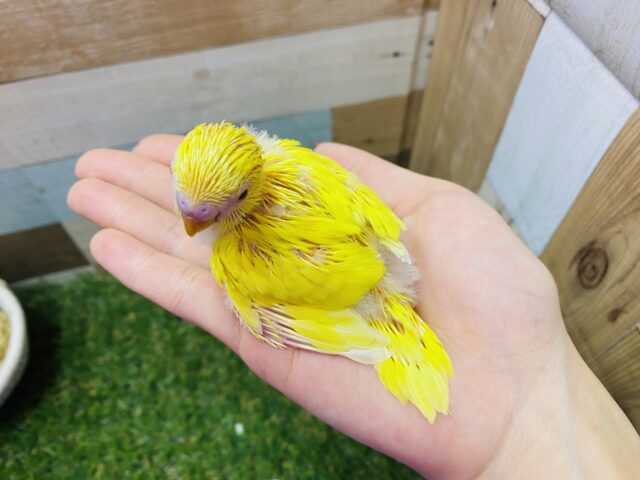 セキセイインコ