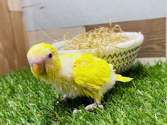 セキセイインコ