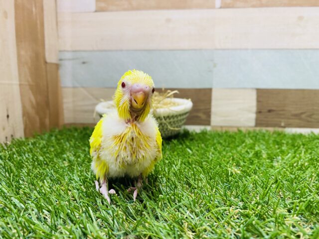セキセイインコ