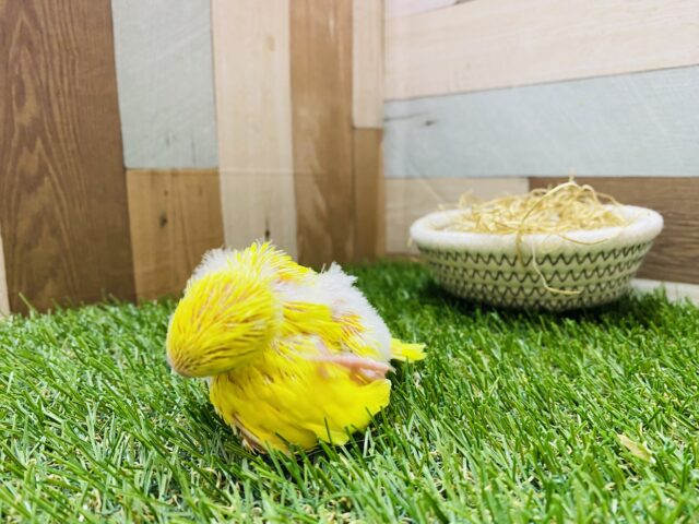 セキセイインコ