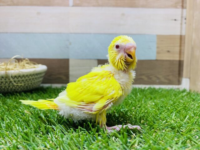 セキセイインコ