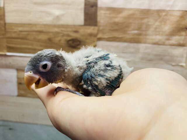 ブルーボタンインコ