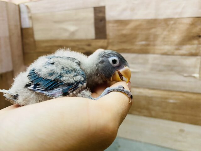 ブルーボタンインコ