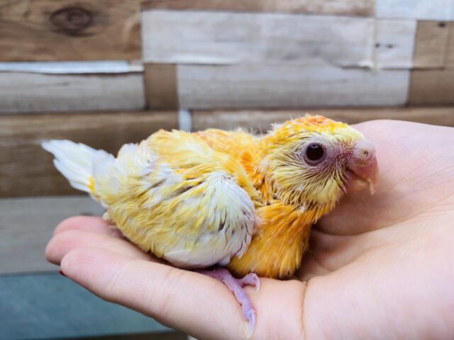 ビセイインコ（美声インコ）