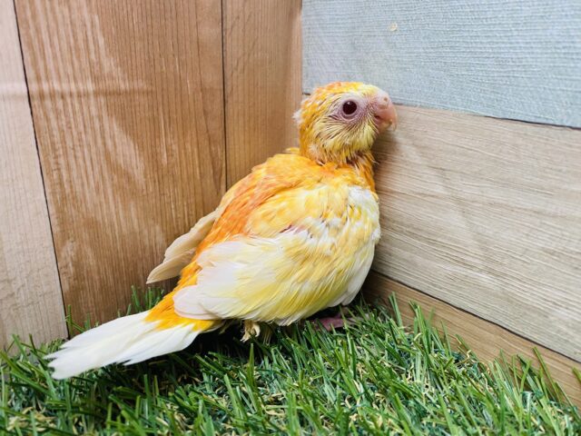 ビセイインコ（美声インコ）