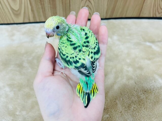 セキセイインコ