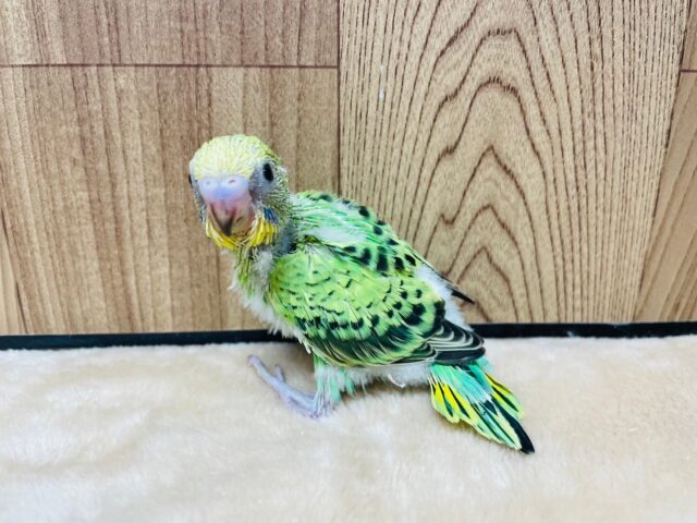 セキセイインコ