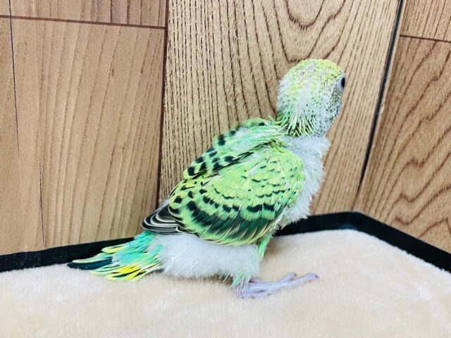 セキセイインコ
