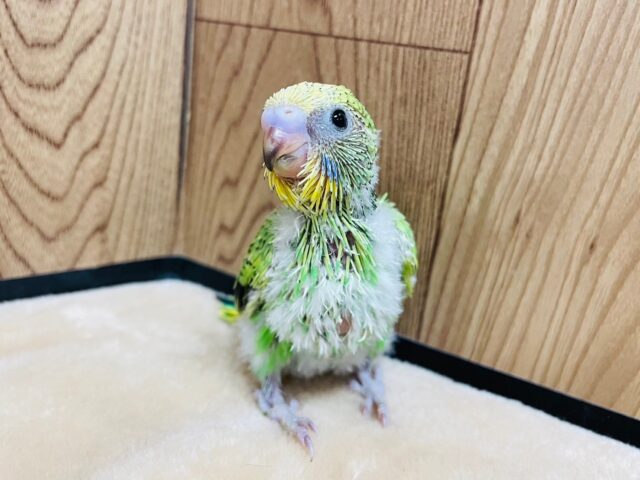 セキセイインコ