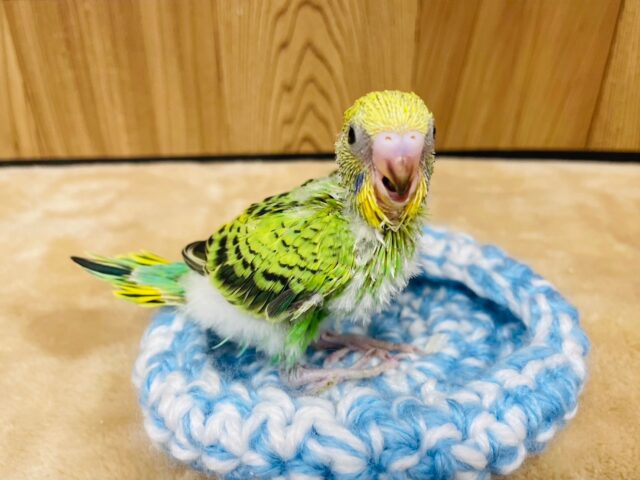 セキセイインコ