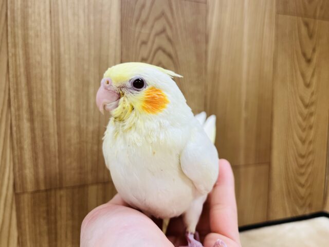 オカメインコ