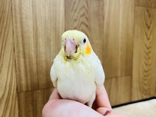 オカメインコ