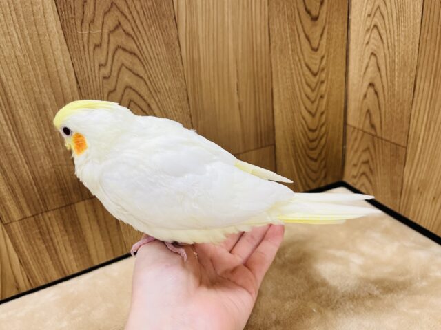 オカメインコ